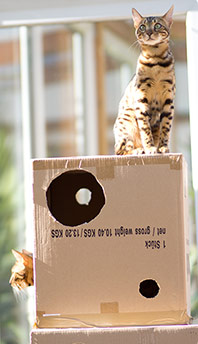 cats on and in cardboard box