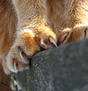 close up of cat claws