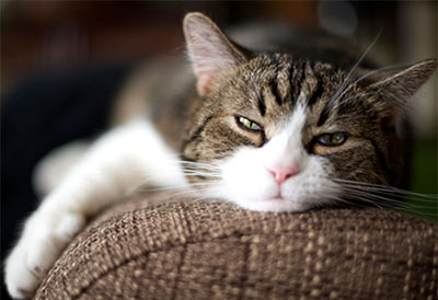 lazy cat on arm of sofa