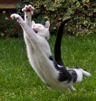 cat jumping for prey