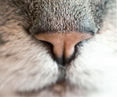 close up of a cat's nose