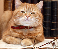 cat sitting on a book