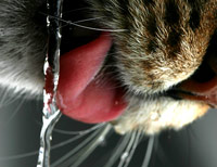 cat tongue lapping at dripping water