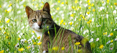 cat in field