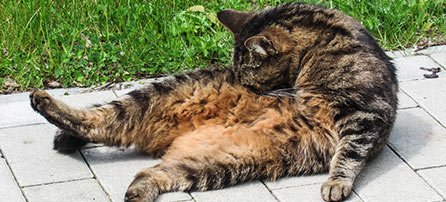 cat grooming itself in comical way